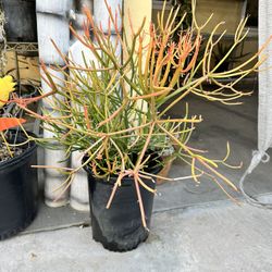 Variety Of Plants 🌱 