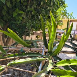 Dragon fruit Cuttings