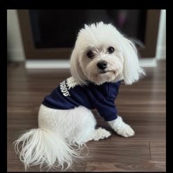 16 Dog Shirts Pet shirts Life Is Good Dog Shirt Size Small Navy Dog Trees Tee Costume Yorkie Chihuahua,  new with tags, dog t-shirt, made china, 2020,