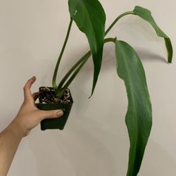 Burl Marx Flame Monstera