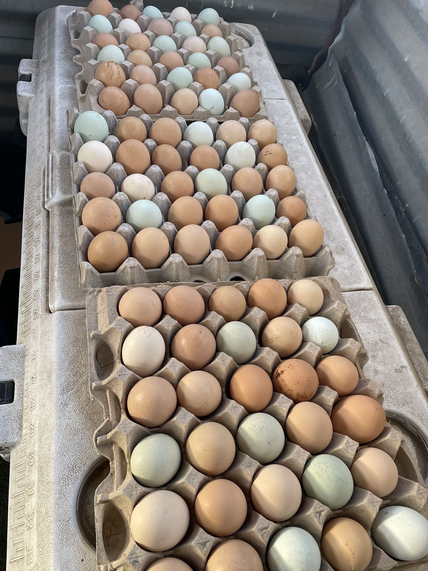 Farm Eggs