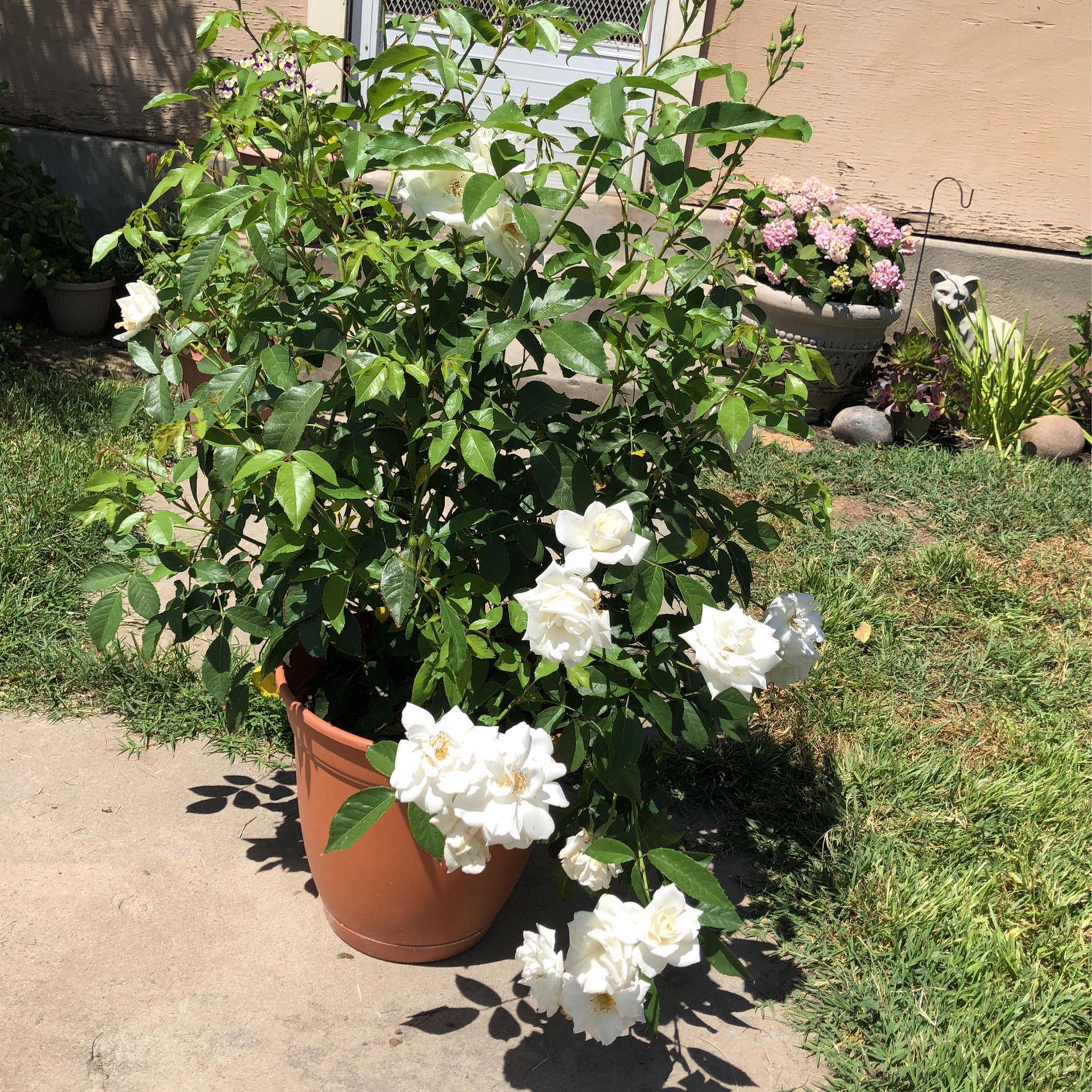 Large Potted White Rose Plant 