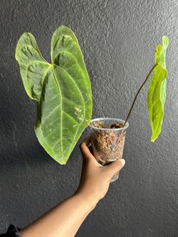 Anthurium Besseae Aff x Anthurium Papillilaminum