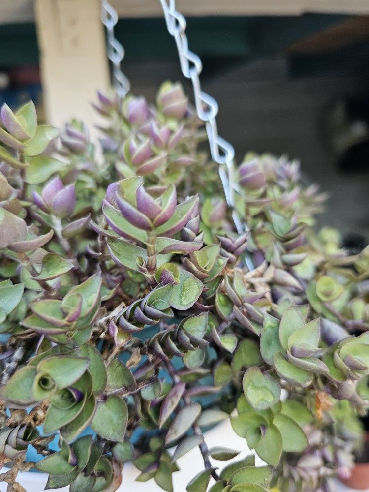 HANGING PLANT