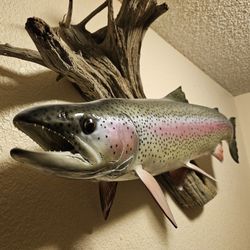 ALASKAN RAINBOW TROUT REPLICA MOUNT FISH MOUNT