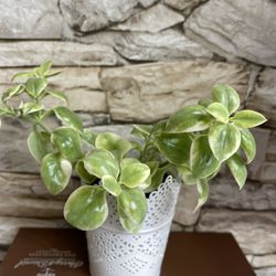 Variegated Baby Sun Rose, Ice Plant, Succulent In Double 4.5"H White Metal Plant Pot With Lacey Edges.