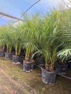 Pygmy palms 4 feet tall 14" pots