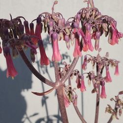 Kalanchoe daigremontiana 'Mother of Thousands

