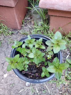 Chocolate Mint & Rosmery