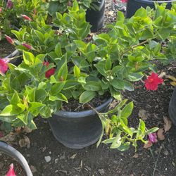 Dipladenia