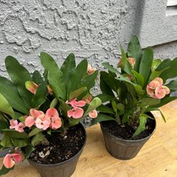 Coronas de Cristo 20 Each 