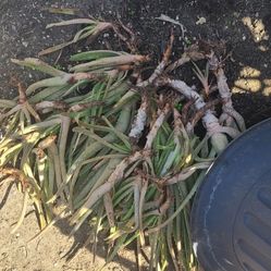 Aloe vera
