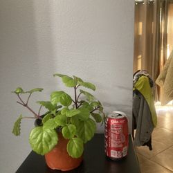 Millionaire Or Swedish Ivy Plant