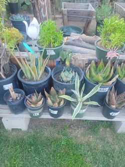 Different Plants For Sale...