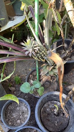 Pineapple plant $15