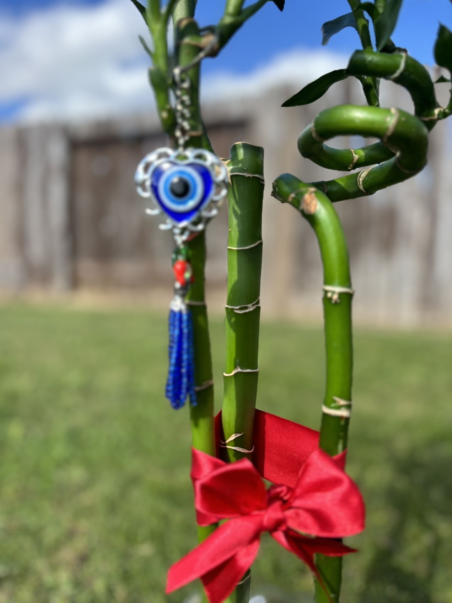 Lucky Bamboo