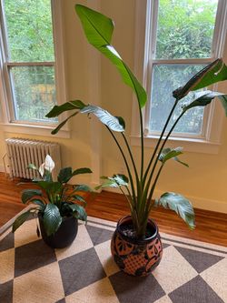 Plants for sale