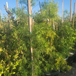 podocarpus hedges