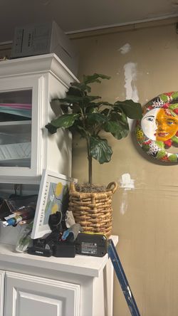Fake Fig Leaf Tree