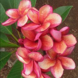 GRAFTED ( J.L. ALLISON ) ROOTED CUTTING PLUMERIA PLANT - 19" - 1 TIP