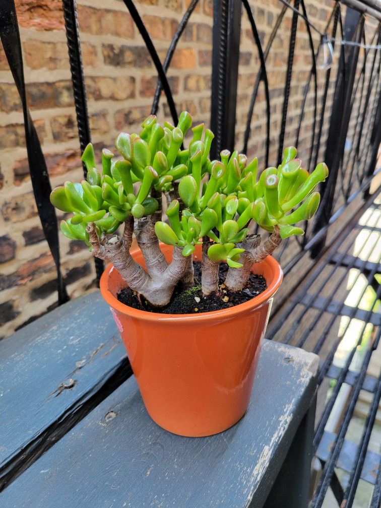 Ogre Ear Jade Plant