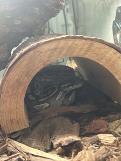 Python