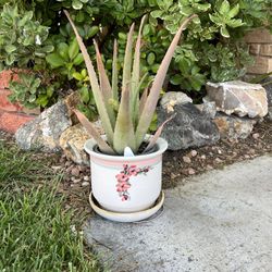 Beautiful Aloe Vera Plant In Flower Pot