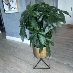Money Tree plant 