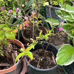 Live Potted “Peach” Plant. Blooming 