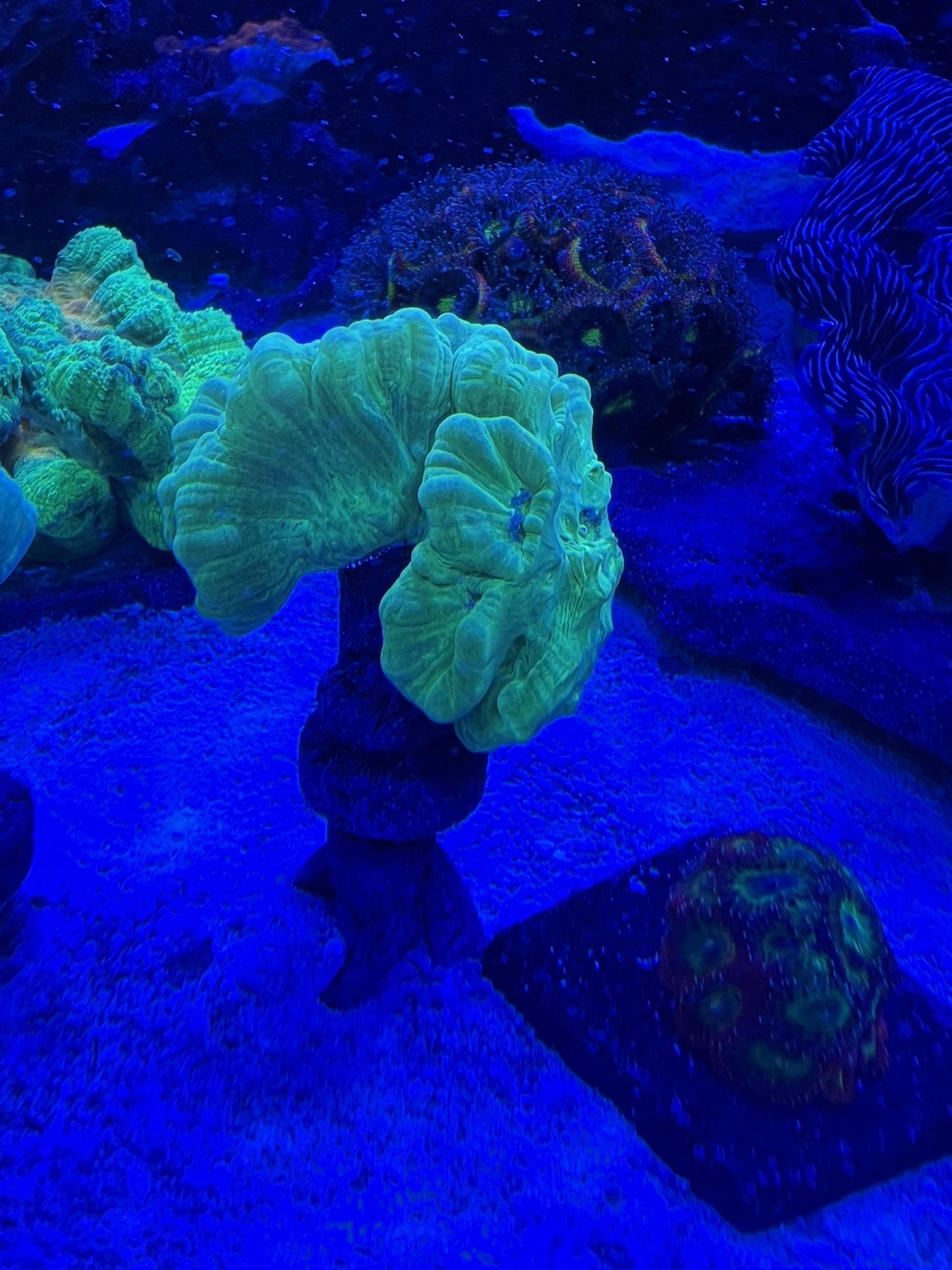 Fake Coral Bright Green Kryptonite Trumpet Colony