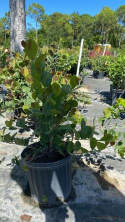 Healthy Cocoplum Plant – 3-Gallon Size for Only $7