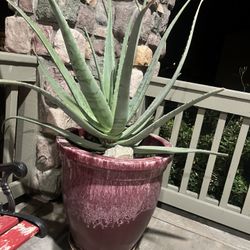 Aloe Vera Plant 