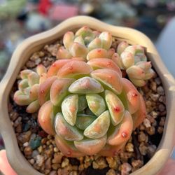 Succulents