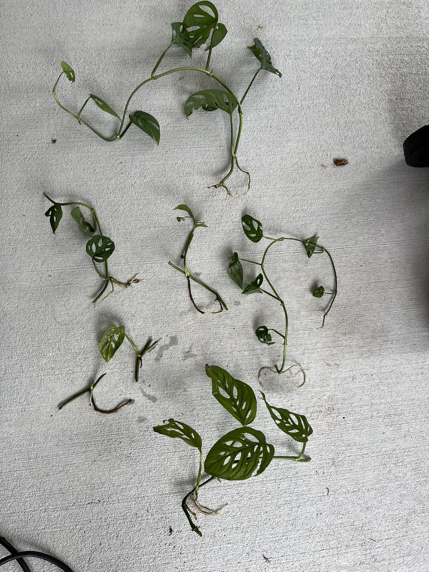 Monstera adansonii “Swiss Cheese Vine” Cuttings – Easy Houseplant!