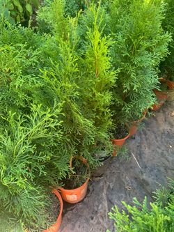 Small Emerald Green Arborvitaes