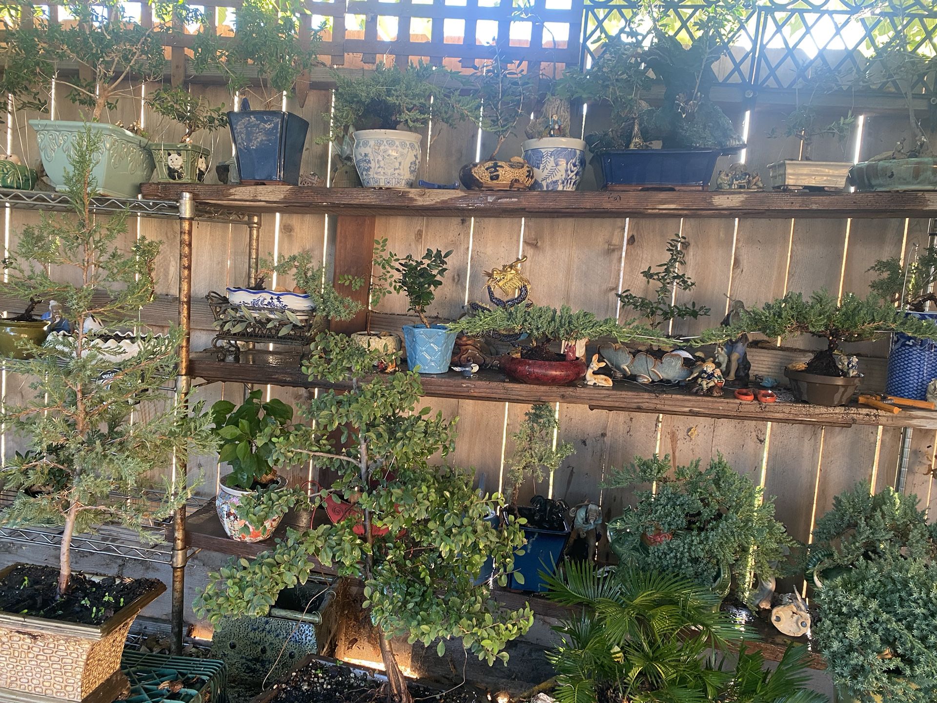 Bonsai Plants $30 And Up