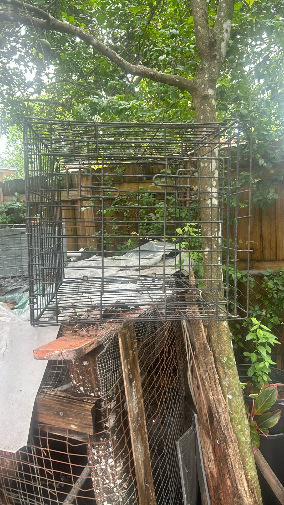 Cages Need To Go Today