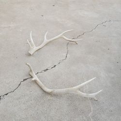 Elk Antler Sheds