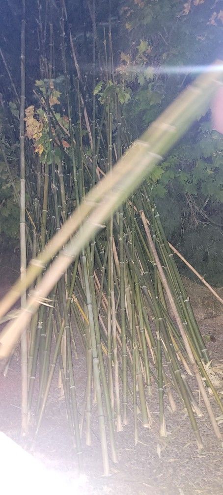 Wax bamboo