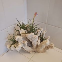 Natural REAL Coral White Cauliflower Branch Finger Reef Aquarium