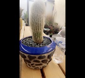 Beautiful Old Man Cactus 🌵 Plant