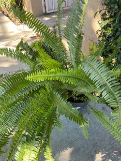 Large Boston Fern