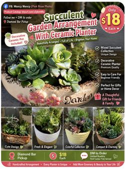 Large Mixed Succulent Arrangement in Decorative Pot - $18 Each