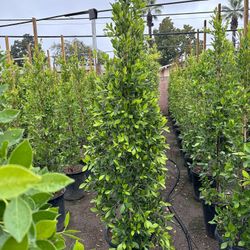 Ficus Nitida Privacy Hedge