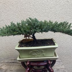 Bonsai Flying Eagle Japanese Garden Juniper $65 Each