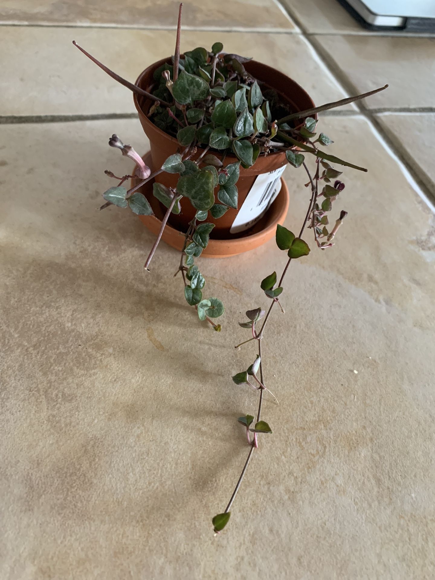 String Of Hearts And Spider Plant 