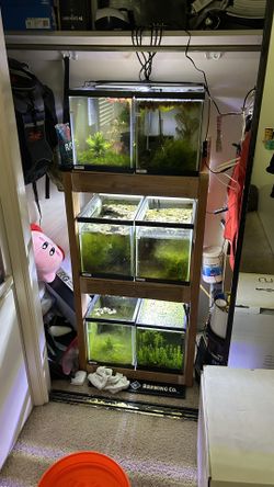 Fish Breeding Setup