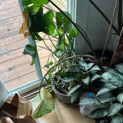 Free Plants For Sale See Details 