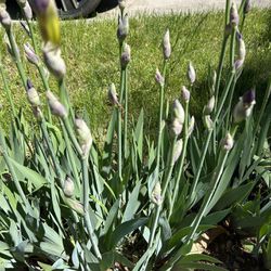 Iris Flowers 