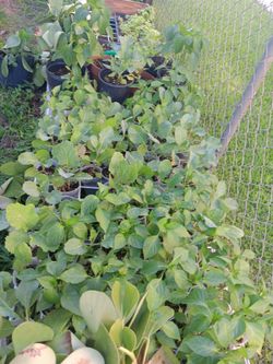 Vegetable Plants For Sale (see Description)